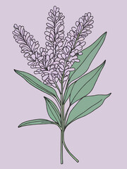 branch of lilac cartoon illustration vector