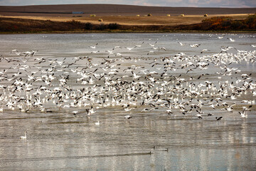 A flock of birds flying over a lake