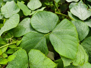Mucuna bracteata plant in the morning
