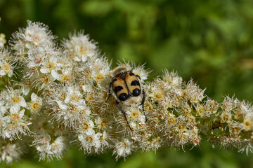 Willow-leaved spiraea (Latin Spiraea salicifolia). Close-up of a Trichius fasciatus beetle on a flowering inflorescence of willow-leaved spirea on a background of green foliage.