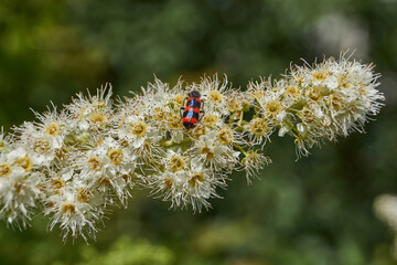 Willow-leaved spiraea (Latin Spiraea salicifolia). Close-up of a Trichodes apiarius beetle on a flowering inflorescence of willow-leaved spirea on a background of green foliage.