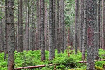 Las świerkowy. Tatrzański Park Krajobrazowy