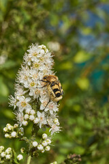 Willow-leaved spiraea (Latin Spiraea salicifolia). Close-up of a Trichius fasciatus beetle on a flowering inflorescence of willow-leaved spirea on a background of green foliage.