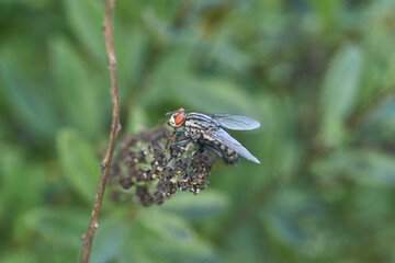 A fly sits on a withered inflorescence of spirea. Summer.