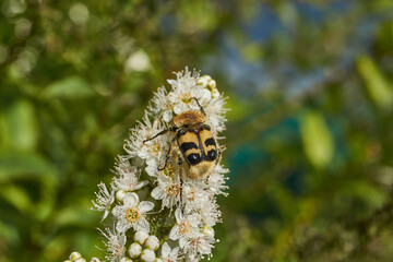 Willow-leaved spiraea (Latin Spiraea salicifolia). Close-up of a Trichius fasciatus beetle on a flowering inflorescence of willow-leaved spirea on a background of green foliage.