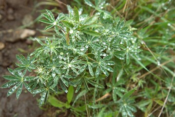 Close up of small ground plant, most likely a lupine, glistening with morning dew. 