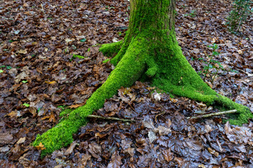 Vibrant green moss growing on base of tree in forest