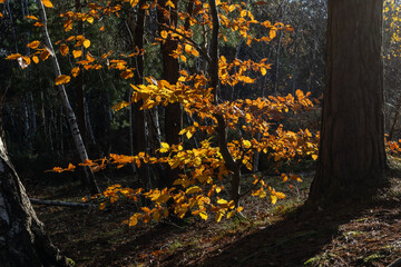 Autumn leaves on Beech tree sapling in forest