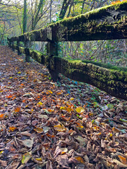 musgo verde con esporas a contra luz cápsulas tallos IMG_8533-as24