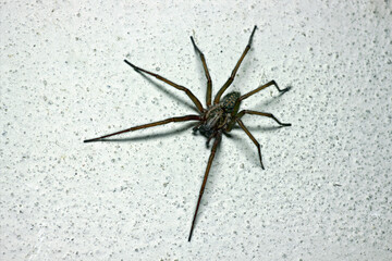 Close-up of a house spider, probably a large house spider