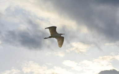 Egretta garzetta flying under clouds, isolated	