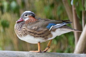 Young male mandarin duck standing on wood	