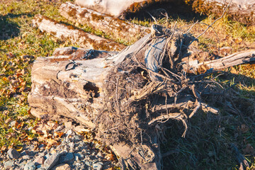 dry tree roots close - up in the forest