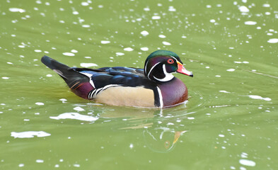 Male caroline duck ( wood duck ) swimming on green pond	