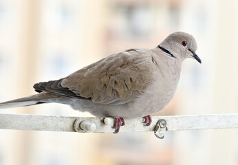 Dove standing on shutter, eurasian collared dove, closeup, isolated