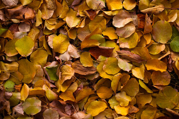 A background of autumn leaves. yellow natural background.