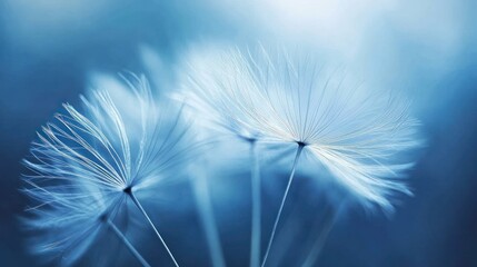 Delicate dandelion seeds floating in a serene blue atmosphere.