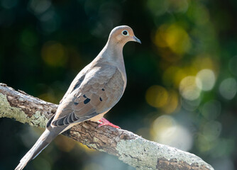 Mourning Dove Perched on a Tree Branch with dark green background.