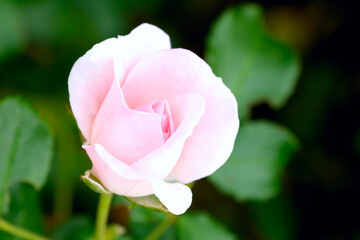 Macro blooming of pink rose close up. Pink rose head blooming. Selective focus, soft bokeh, pastel colors