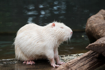 A white nutria, also known as a coypu, with its distinct white fur and large, orange-tinted teeth.