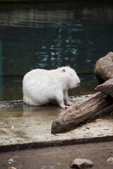A white nutria, also known as a coypu, with its distinct white fur and large, orange-tinted teeth.