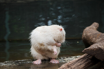 A white nutria, also known as a coypu, with its distinct white fur and large, orange-tinted teeth.