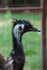 A captivating close-up of an ostrich, showcasing its unique features in stunning detail. 