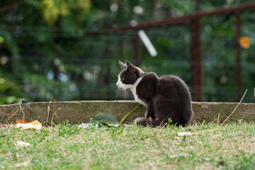 A black-and-white cat sits gracefully outdoors, its sleek fur contrasting beautifully with the natural surroundings. 