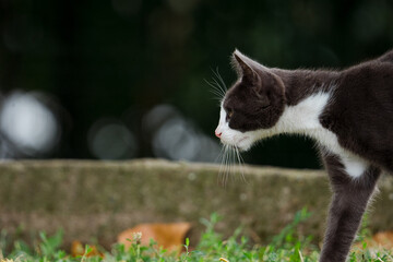 A black-and-white cat sits gracefully outdoors, its sleek fur contrasting beautifully with the natural surroundings. 