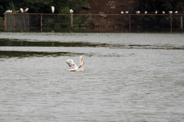 A majestic pelican gracefully flying over a serene lake, its large wings outstretched against a clear sky