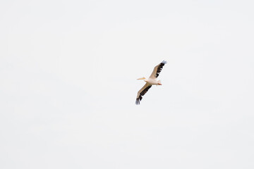A majestic pelican gracefully flying over a serene lake, its large wings outstretched against a clear sky