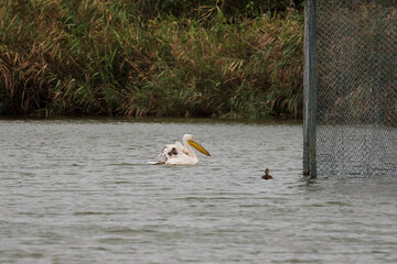 A majestic pelican gracefully flying over a serene lake, its large wings outstretched against a clear sky