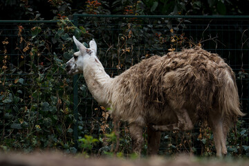 A curious llama at the zoo, standing calmly in its enclosure, surrounded by lush greenery. 