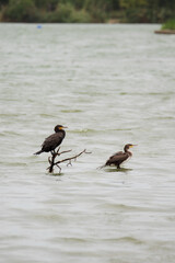  black bird gracefully perched on the edge of a calm lake, surrounded by the serene waters and soft reflections