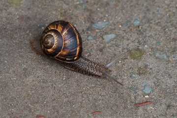 A close-up of a snail moving slowly across a surface, its spiral shell showcasing intricate patterns and textures
