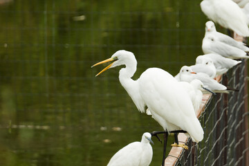 A serene scene featuring a tall heron standing gracefully in a tranquil lake.