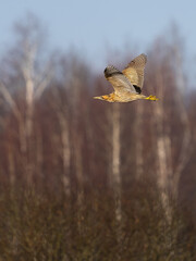 Rohrdommel fliegt zum nächsten Fressplatz