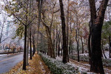 첫눈 내린 도로 풍경- 강남구, 서울 대한민국