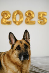 Greeting card with a dog on grey sofa and golden balloons in the shape 2025 on white wall - Happy New Year and Merry Christmas concept. German shepherd celebrate winter holidays.