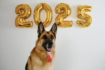 Greeting card with a dog and golden balloons in the shape of numbers 2025 - Happy New Year and...