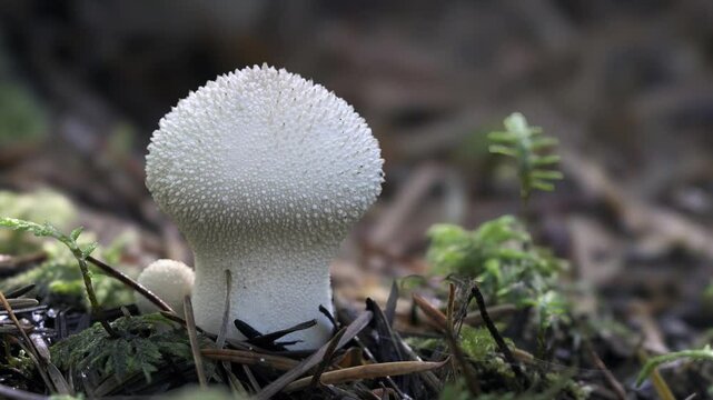 mushroom in the forest, Gem-Studded Puffball (Lycoperdon perlatum)
