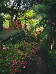 Obraz premium garden of flowers