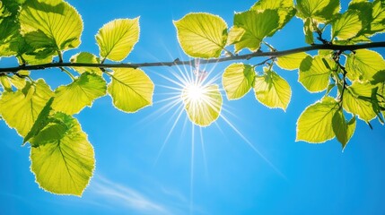 Sunlight Shining Through Fresh Green Leaves Against Clear Blue Sky