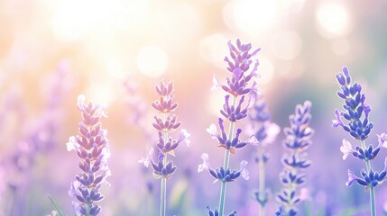 Obraz premium Soft Lavender Fields in Gentle Sunrise Light with Dreamy Atmosphere