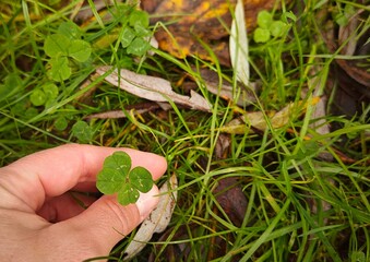 Hand mit vierblättrigem Kleeblatt