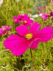 Obraz premium pink cosmos flower, punk, birthday, flowers, field, summer, happy