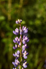 A vibrant purple flower stands out against a lush green background, capturing admiration