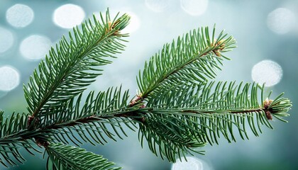 christmas branch plant tree leaf