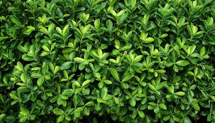 green box hedge background with green leaves