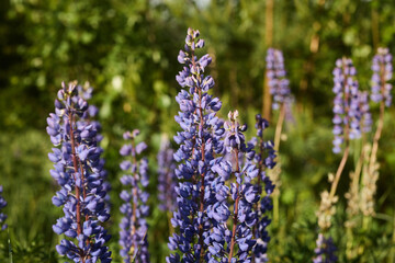 Experience the vibrant live lupines flourishing beautifully in a natural outdoor setting